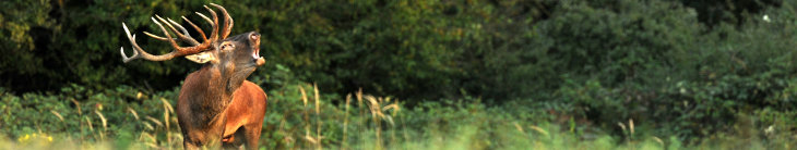 SEFAG Erdészeti és Faipari Zrt.